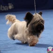 Skye Terrier “Charlie” 2015 Best in Show Winner National Dog Show